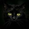 Gruby Czarny Kot