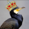Kormoran